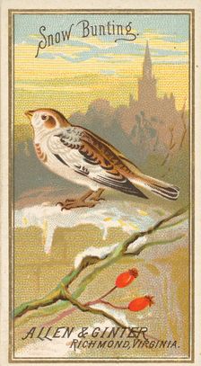 Snow Bunting, from the Birds of America series (N4) for Allen & Ginter Cigarettes Brands, 1888. Creator: Allen & Ginter