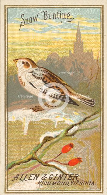 Snow Bunting, from the Birds of America series (N4) for Allen & Ginter Cigarettes Brands, 1888. Creator: Allen & Ginter.
