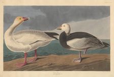 Snow Goose, 1837. Creator: Robert Havell