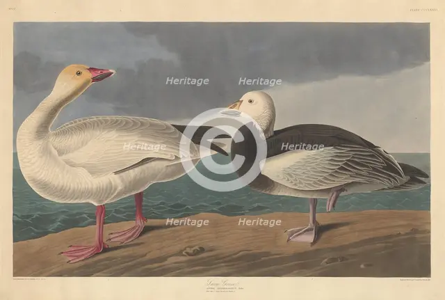 Snow Goose, 1837. Creator: Robert Havell.
