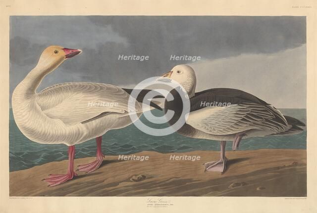 Snow Goose, 1837. Creator: Robert Havell.