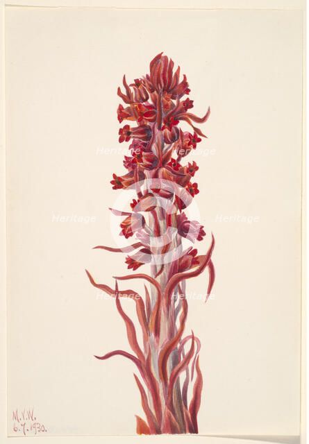 Snow Plant (Sarcodes sanguinea), 1930. Creator: Mary Vaux Walcott.