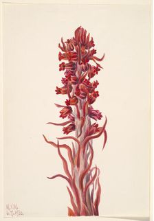 Snow Plant (Sarcodes sanguinea), 1930. Creator: Mary Vaux Walcott