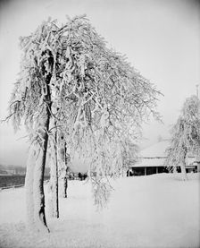 Snow studies, Prospect Park, Niagara, between 1880 and 1901. Creator: Unknown
