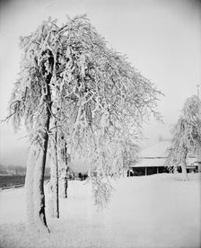 Snow studies, Prospect Park, Niagara, between 1880 and 1901. Creator: Unknown