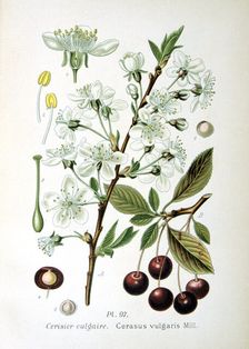 Sour cherry, 1893