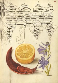 Sour Orange, Terrestrial Mollusk, and Larkspur, 1561-1562; illumination added 1591-1596. Creator: Joris Hoefnagel