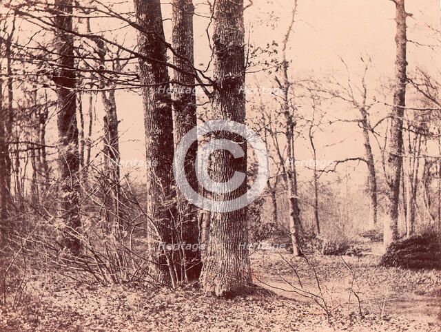 Sous-bois en automne, 1850-53. Creator: Unknown.