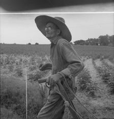 South Carolina sharecropper, 1937. Creator: Dorothea Lange