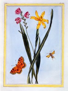 South American Ixia, pub. 1776. Creator: Pierre Joseph Buchoz (1731-1807)
