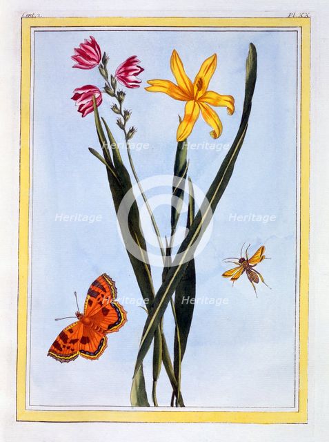 South American Ixia,  pub. 1776. Creator: Pierre Joseph Buchoz (1731-1807).