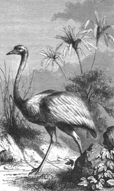 South American Ostrich; Old South American Geographies 1875. Creator: Unknown