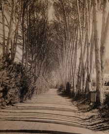 South Africa: an avenue lined with Fir trees in Rondebosch, 1896. Creator: GW Wilson and Company