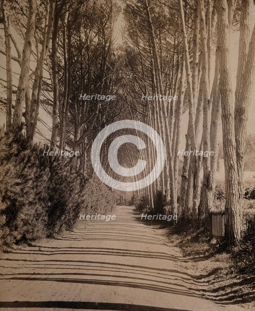 South Africa: an avenue lined with Fir trees in Rondebosch, 1896. Creator: GW Wilson and Company.