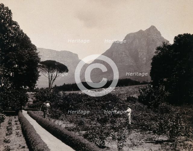 South Africa: Cecil Rhodes's garden near Devil's Peak in Johannesburg, 1896. Creator: Unknown.