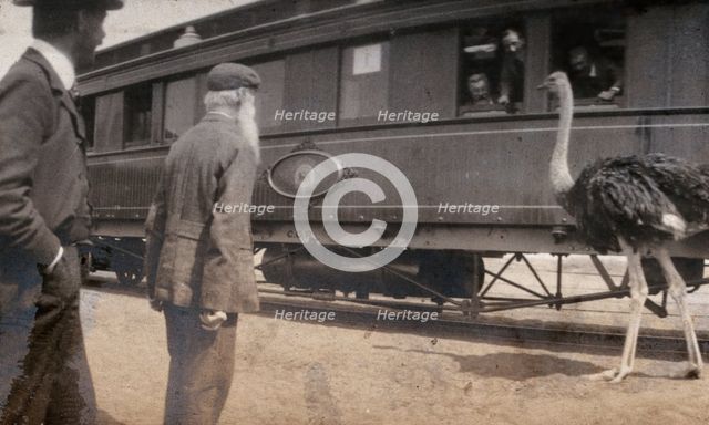 South Africa: two men and an ostrich beside a railway carriage, 1905. Creator: Miss Stower.