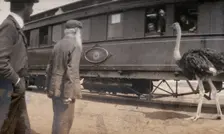 South Africa: two men and an ostrich beside a railway carriage, 1905. Creator: Miss Stower