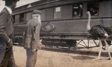 South Africa: two men and an ostrich beside a railway carriage, 1905. Creator: Miss Stower