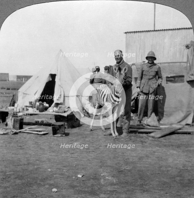 South African gunners with their pet zebra, East Africa, World War I, 1914-1918.Artist: Realistic Travels Publishers