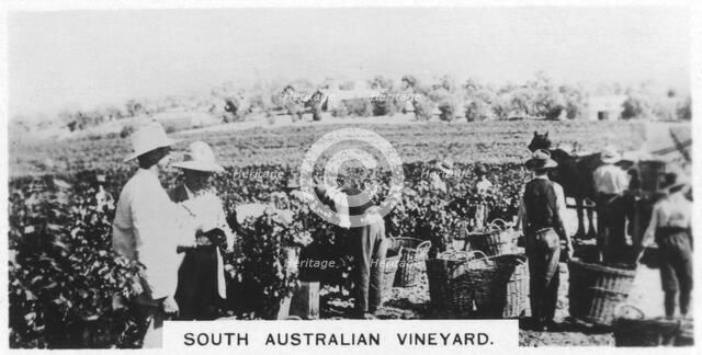 South Australian vineyard, 1928. Artist: Unknown