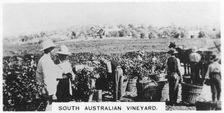 South Australian vineyard, 1928