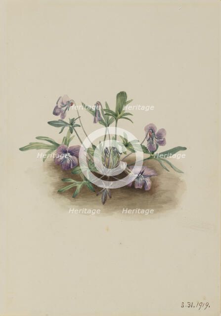 Southern Coast Violet (Viola septemloba), 1919. Creator: Mary Vaux Walcott.