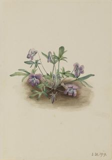 Southern Coast Violet (Viola septemloba), 1919. Creator: Mary Vaux Walcott