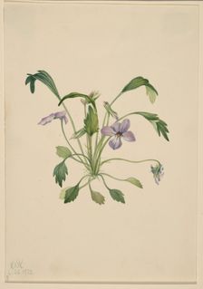 Southern Bird's Foot Violet (Viola digitata), 1922. Creator: Mary Vaux Walcott