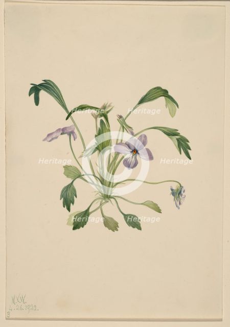 Southern Bird's Foot Violet (Viola digitata), 1922. Creator: Mary Vaux Walcott.