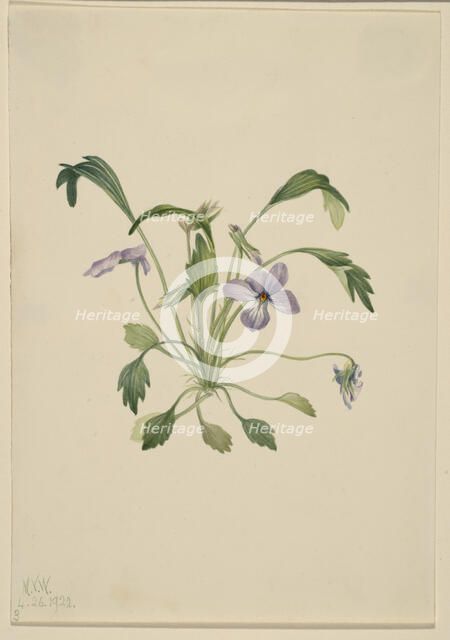 Southern Bird's Foot Violet (Viola digitata), 1922. Creator: Mary Vaux Walcott.