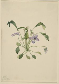 Southern Bird's Foot Violet (Viola digitata), 1922. Creator: Mary Vaux Walcott