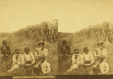 Southern blessedness, eating sugar cane, (1868-1900?). Creator: Unknown