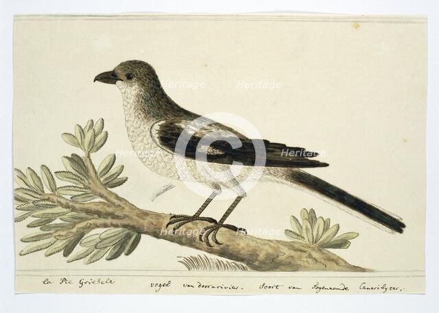 Southern fiscal (Lanius Collaris), 1777-1786. Creator: Robert Jacob Gordon.
