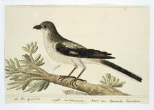 Southern fiscal (Lanius Collaris), 1777-1786. Creator: Robert Jacob Gordon