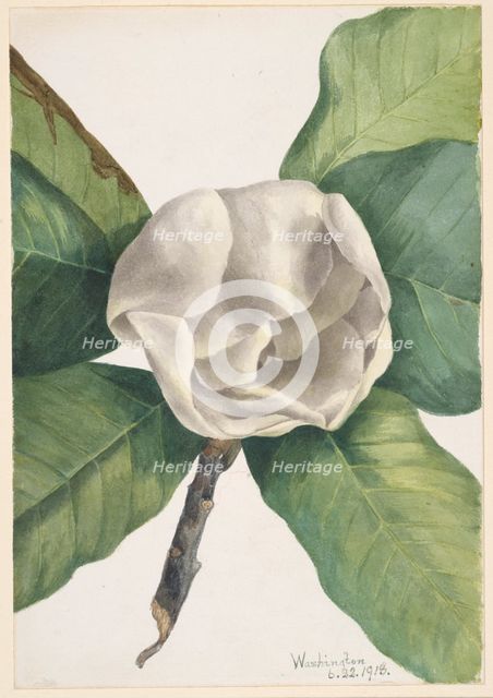 Southern Magnolia (Magnolia grandiflora), 1918. Creator: Mary Vaux Walcott.