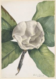 Southern Magnolia (Magnolia grandiflora), 1918. Creator: Mary Vaux Walcott