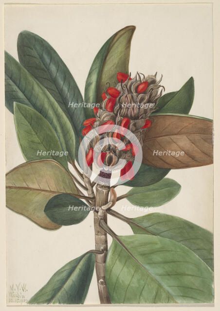 Southern Magnolia (Magnolia grandiflora), 1923. Creator: Mary Vaux Walcott.