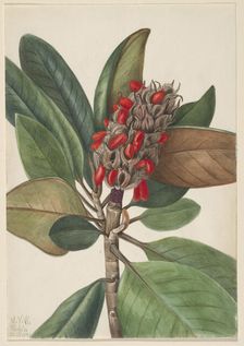 Southern Magnolia (Magnolia grandiflora), 1923. Creator: Mary Vaux Walcott