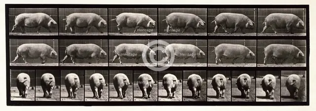 Sow, 1872-1885.  Creator: Eadweard J Muybridge.