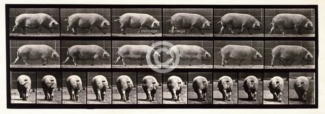 Sow, 1872-1885.  Creator: Eadweard J Muybridge.