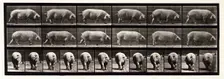 Sow, 1872-1885. Creator: Eadweard J Muybridge