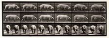 Sow, 1872-1885. Creator: Eadweard J Muybridge