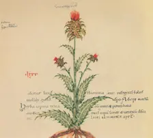 Sow Thistle 1947