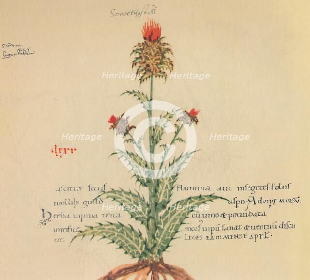 'Sow Thistle', 1947. Artist: Unknown.