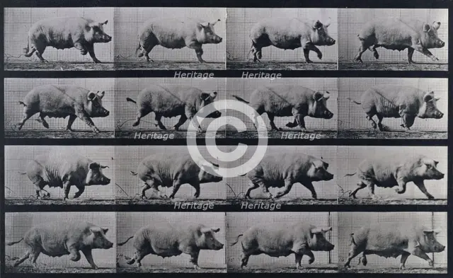 Sow trotting, 1872-1885.   Creator: Eadweard J Muybridge.