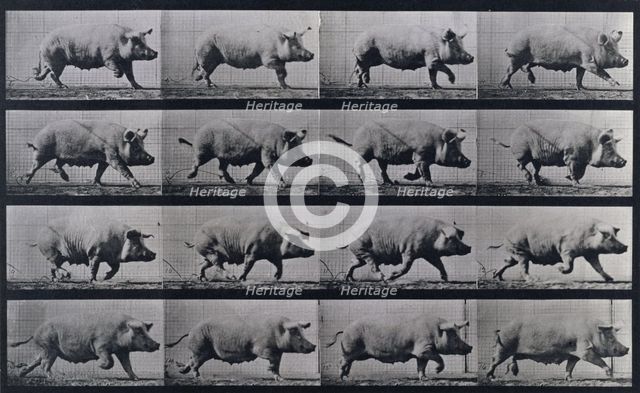 Sow trotting, 1872-1885.   Creator: Eadweard J Muybridge.
