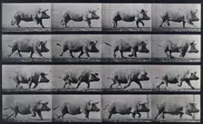 Sow trotting, 1872-1885. Creator: Eadweard J Muybridge