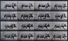 Sow trotting, 1872-1885. Creator: Eadweard J Muybridge