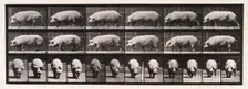 Sow walking, 1872-1885. Creator: Eadweard J Muybridge