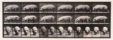 Sow walking, 1872-1885. Creator: Eadweard J Muybridge